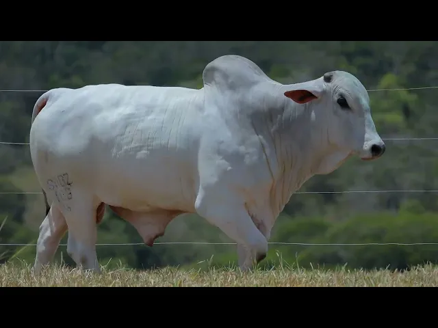 Touro Nelore SABZ - 103