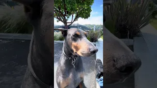 #dream #fyp #pets #doberman #fypシ