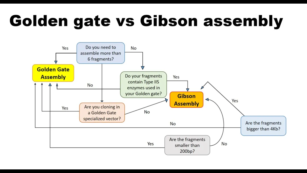 Golden Gate vs Gibson Assembly — Which DNA cloning method should you use?