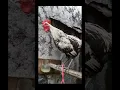 Download Lagu Ayam Ketawa - Kuntilanak Laki