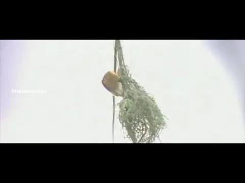 Engalukkum Veyiladikkum Male - YouTube