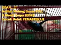 Download Lagu EDAN...!!! Kolibri Wulung Gacor FULL 5 Menit Tanpa JEDAH Cocok Untuk PEMASTERAN