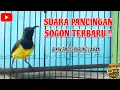 Download Lagu SOGON GACOR BUAT PANCINGAN‼️ SUARA PEDAS BIKIN LAWAN RESPON CEPAT #sogon #sogongacor #sogokotong MP3
