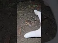 Download Lagu Funny Catching Frog  #frog #animallife #funny #funnyanimal