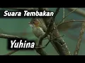 Download Lagu download suara masteran untuk cucak hijau tembakan yuhina|#isiancucakijo