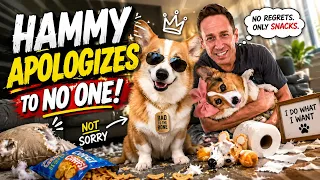 Hammy Did Nothing Wrong... According to Hammy 😭🐾