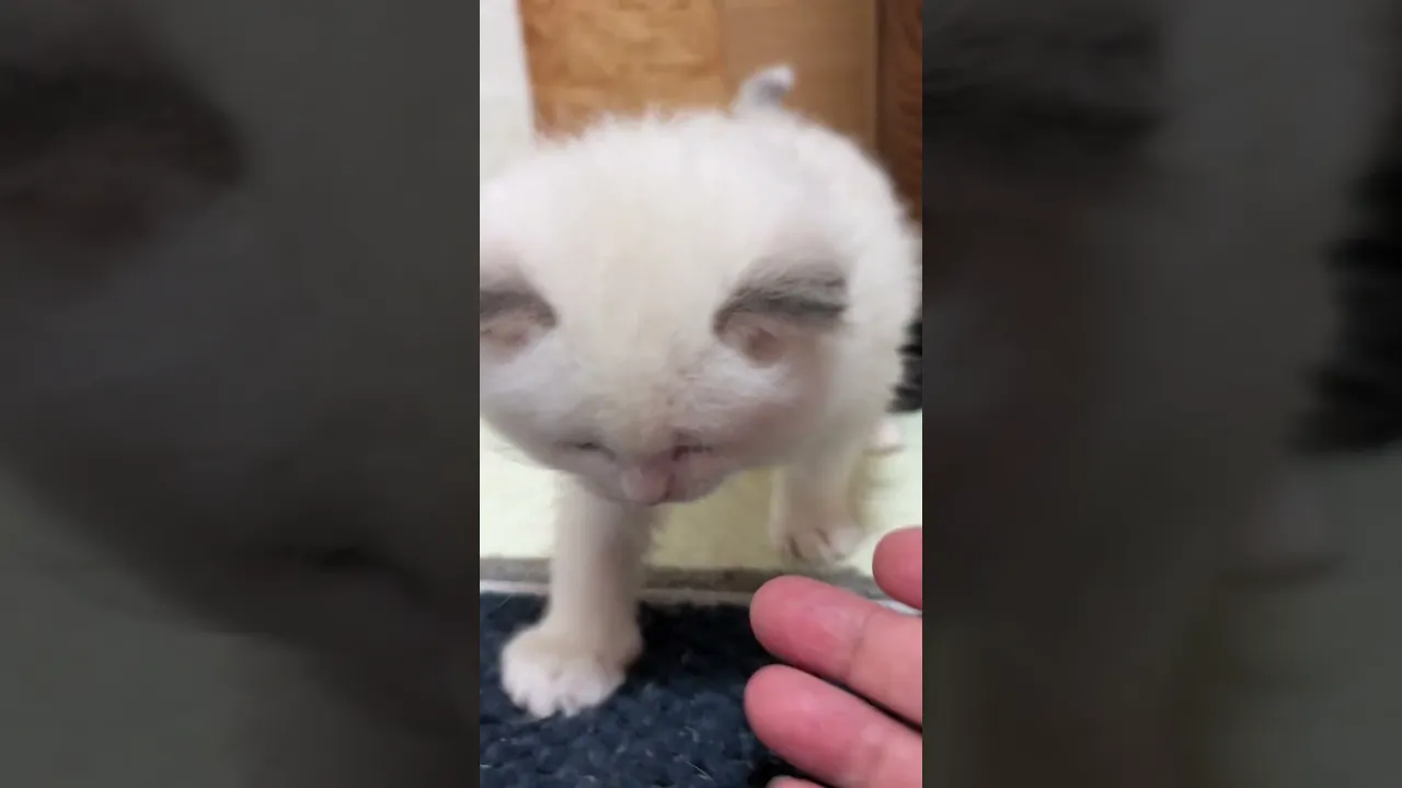 動画