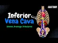 Inferior Vena Cava Scheme Visceral Parietal Tributaries Anatomy