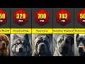 Comparison Dog Breeds with the HIGHEST PSI Bite Force Rankings