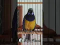 Download Lagu suara asli cucak cungkok, no tembakan,, terapi cungkok macet