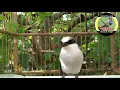 Lagu suara asli jingjing petulak | オオモズサンショウクイ | The Large Woodshrike | 钩嘴林鵙 | Большой личинколов