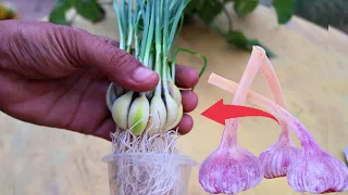 زراعة الثوم فى المنزل اا من رأس ثوم واحدة فى المطبخ سوف تحصل على المئات من الثوم 