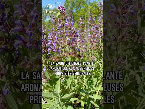 La sauge officinale au jardin 🪴