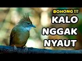 Download Lagu SUARA BURUNG KAPAS TEMBAK GACOR DOR NGEPLONG TEMBAKAN RAPAT