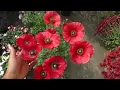 Poppy Flower Care // How To Grow Poppies Easily