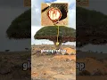 Download Lagu Pohon Ini Menyemprotkan Darah?!