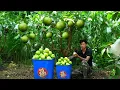 Download Lagu Harvest guava, give fruit to poor children. Take care of dogs and clean the garden.