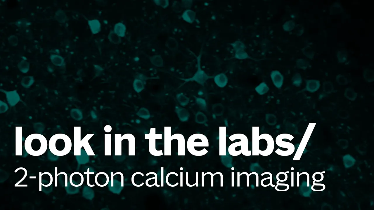 Lab Tour: 2-Photon Calcium Imaging