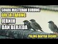 Download Lagu SUARA MASTERAN BURUNG GEREJA TARUNG JERNIH DAN BERJEDA #KICAUMANIA