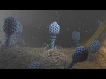 T4 Phage attacking E coli