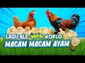 Download Lagu LAGU MACAM-MACAM AYAM I AYAM ALE versi KOPLO