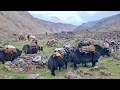 Download Lagu Himalayan Village Life | The Yak Farm | Dolpa | Nepal | Real Nepali Life |