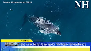 Pamje të rralla: Për herë të parë një dron filmon lindjen e një balene kurrizore