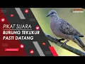 Download Lagu PASTI DATANG...!!! SUARA BURUNG TEKUKUR UNTUK PIKAT (NO.2)