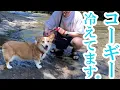 Download Lagu 真夏のひんやりスポットへお出かけしたら、水遊び苦手な愛犬がこうなりました！