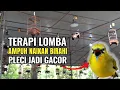 Download Lagu Terapi Lomba Pleci Ampuh Naiakn Birahi, Mental dan Makin Gacor