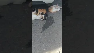 العشق اوصل مولاه للشراب العشق المسموح 