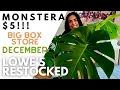 MY 5 MONSTERA FIND AT LOWES BIG BOX STORE SHOPPING DECEMBER 2020 LOWES RESTOCKED