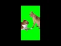 Download Lagu green screen kucing pukul kucing