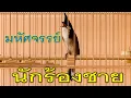 Download Lagu ฝึกหงอนเป็นเวลา 30 นาทีทุกเช้าเพื่อช่วยให้นกเรียนรู้ที่จะพูดได้อย่างรวดเร็วและเข้มข้น