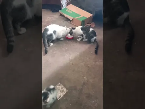 Kittens ❤️🐈 #drink  #milk #shorts