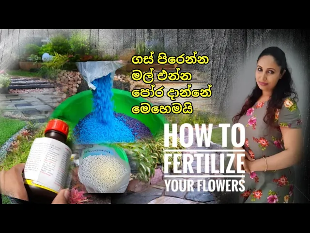 Download MP3 How To Fertilize Your Flower Plants || Secrets Of Flower Fertilizers || Flower Blooming Hacks 2021