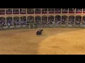 Bullfighting No Gore - Ronda