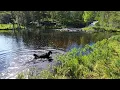 Download Lagu Our dog Una enjoying summer in the river Dørja in Øvre Eiker,  Norway,  July 11th 2025.