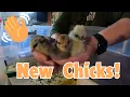 Meet Our New Chicks