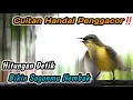 Lagu SOGON BETINA CUIT CUIT MEMANGGIL JANTAN BIKIN NAIK EMOSI‼️HITUNGAN DETIK SOGONMU LANGSUNG NEMBAK