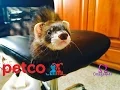 Going to buy Ferret Supplies Ferret Play Time