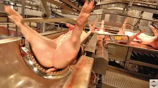 Download How Pigs are Butchered and Get Processed in Factory MP3