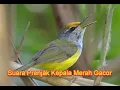 Download Lagu Suara Prenjak Kepala Merah Gacor Memancing Emosi Prenjak Lain
