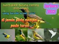 Download Lagu pikat sogon andalan kicau recehan terbaru 2023 anti zonk