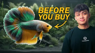 Download Want a Betta Fish 10 Items You Need Before Buying One | ULTIMATE BETTA FISH GUIDE MP3