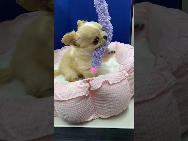 動画