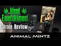 Animal Mintz - Hybrid
