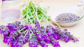 LAVANDA - ČUDESNO LJEKOVITA, MIRISNA BILJKA