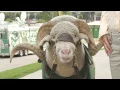 Colorado State University s CAM the Ram Through the Years