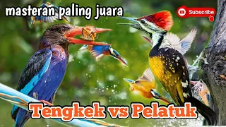 suara tengkek udang dan pelatuk bawang masteran cucak ijo murai batu kacer
